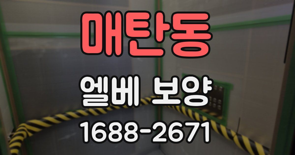 매탄동 엘베 보양