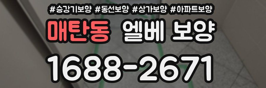 매탄동 엘베 보양