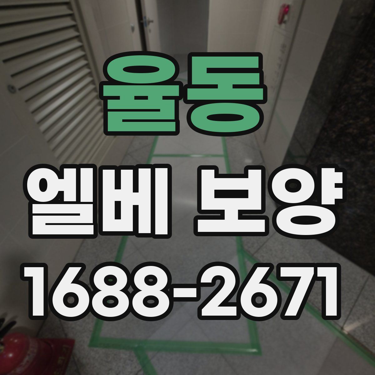 율동 엘베 보양
