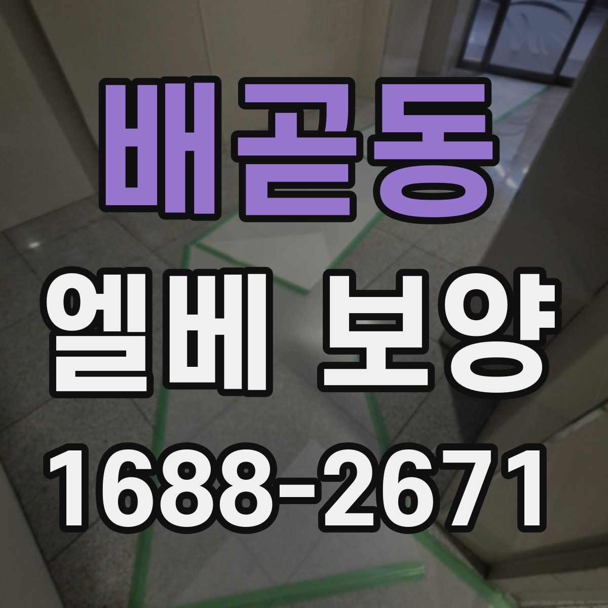 배곧동 엘베 보양