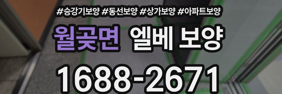 월곶면 엘베 보양