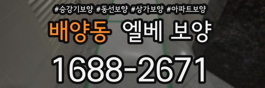 배양동 엘베 보양