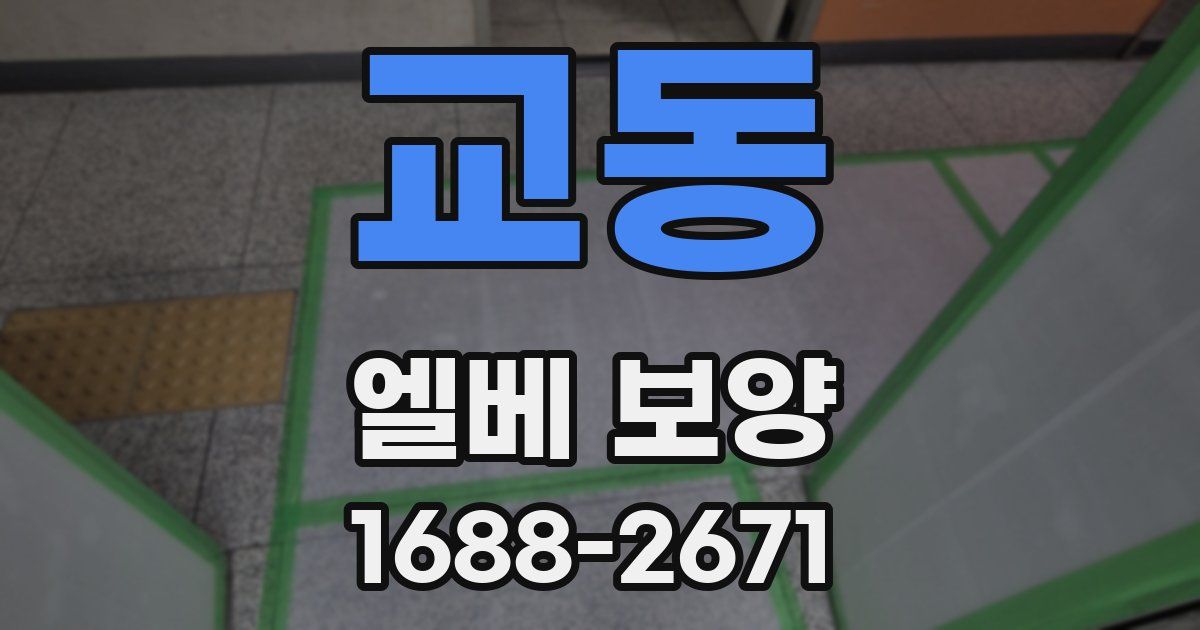 교동 엘베 보양