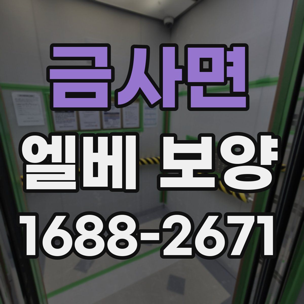 금사면 엘베 보양