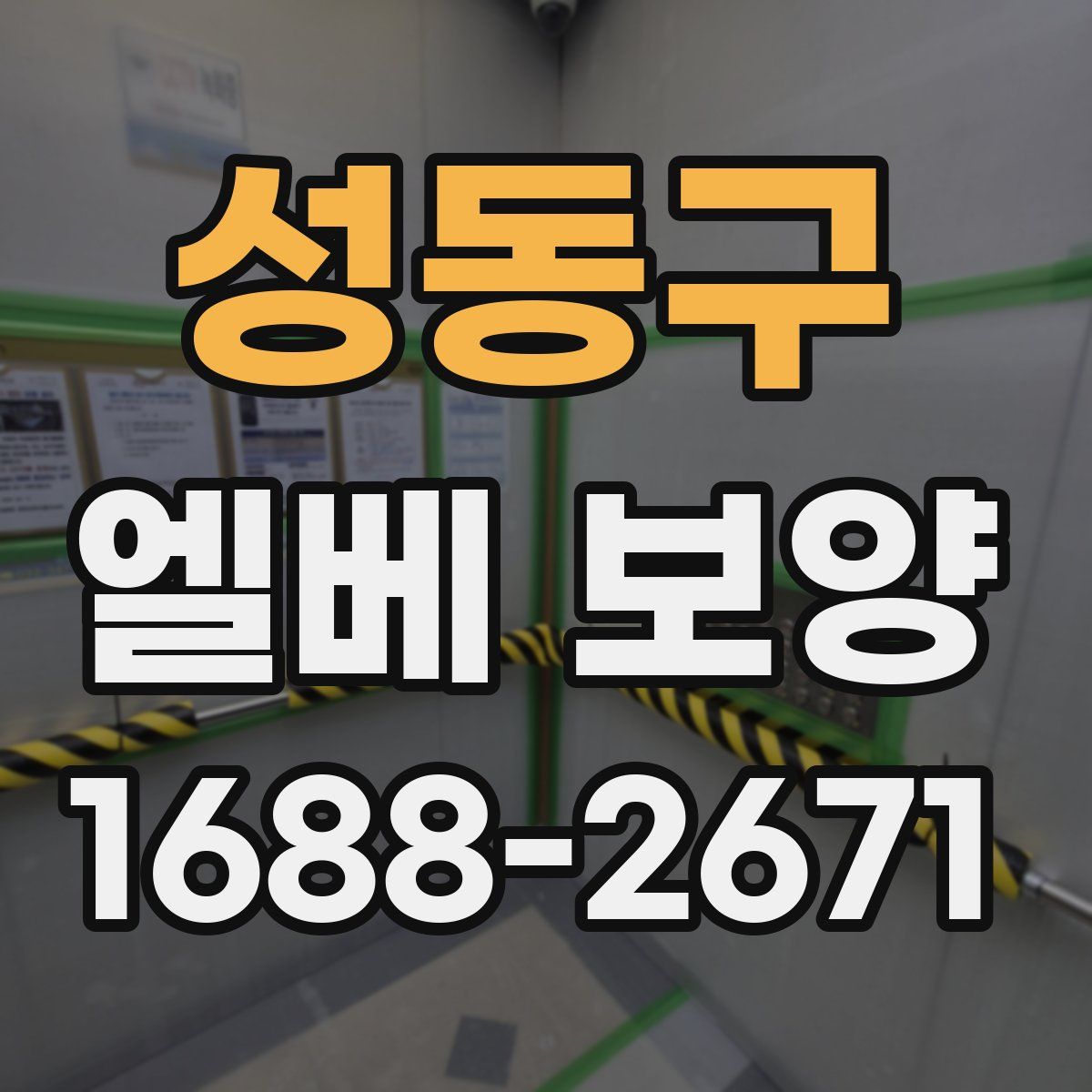 성동구 엘베 보양