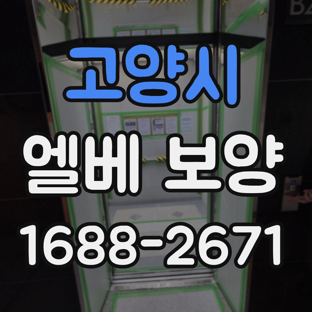 고양시 엘베 보양