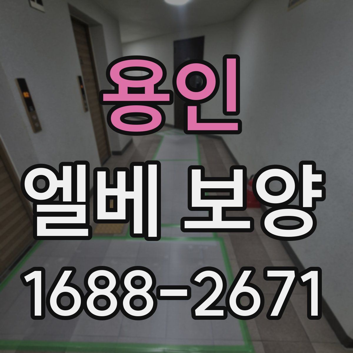 용인 엘베 보양