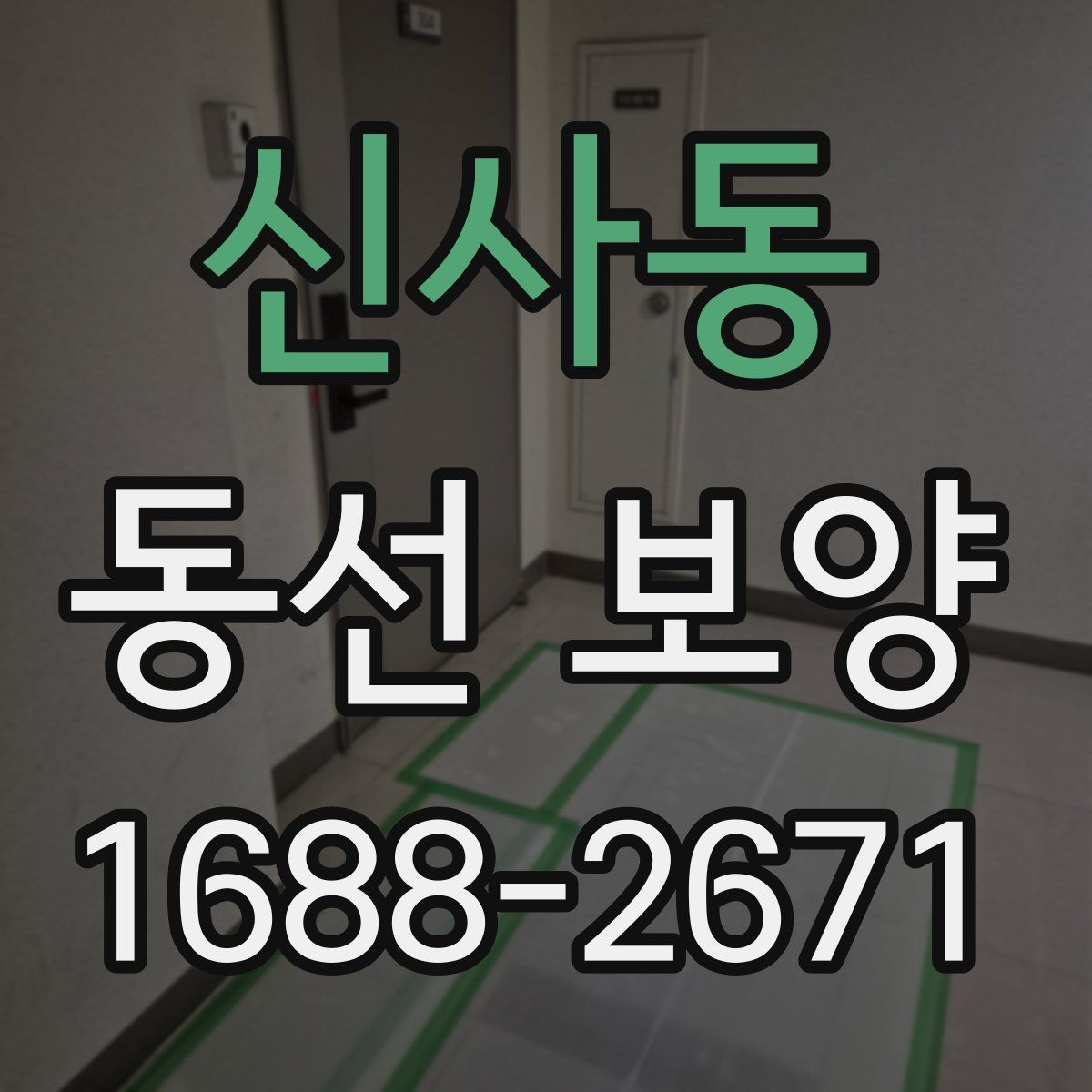 신사동 동선 보양