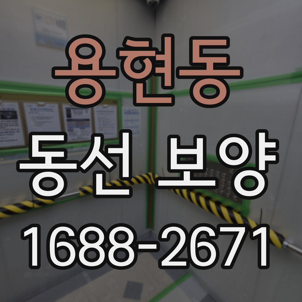 용현동 동선 보양