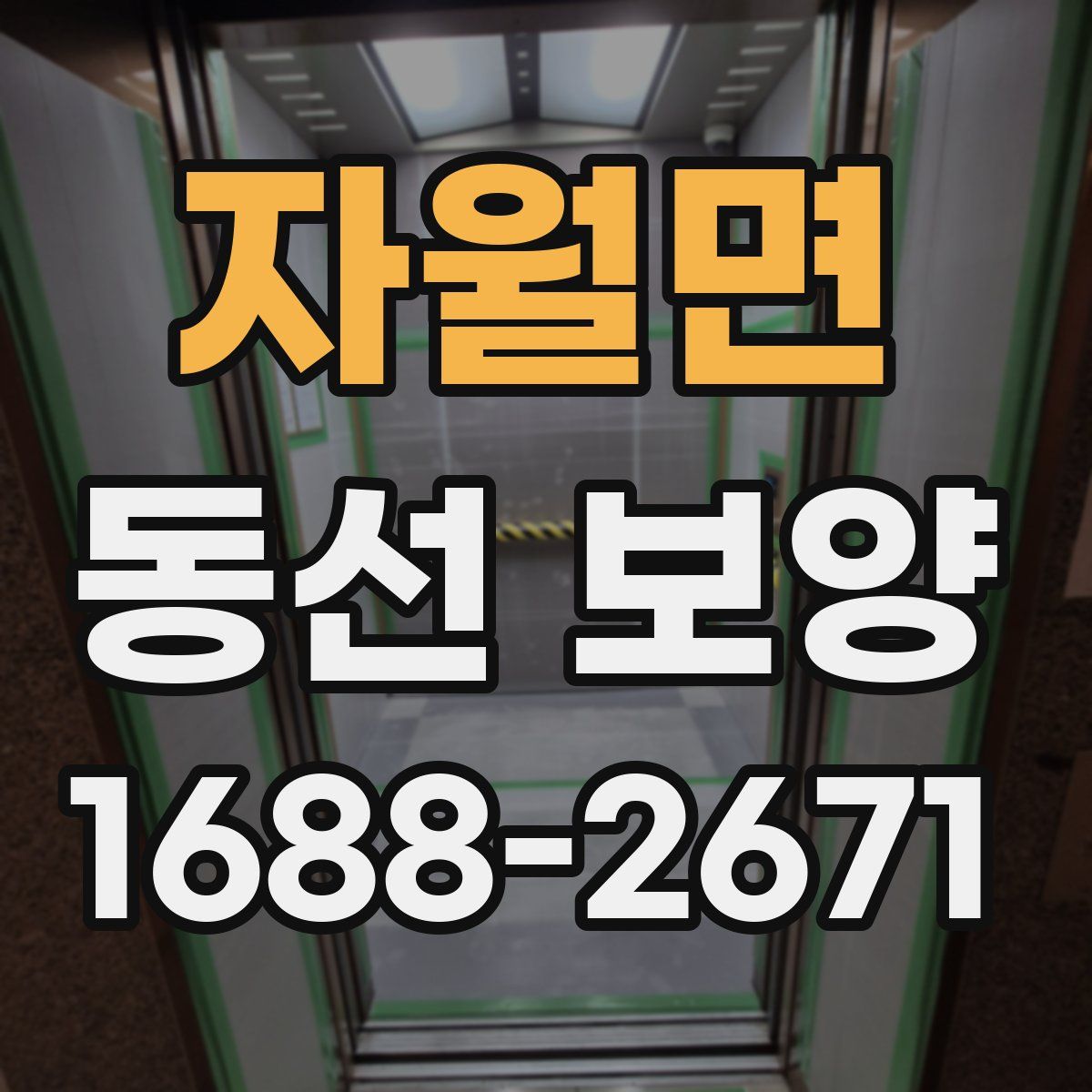 자월면 동선 보양