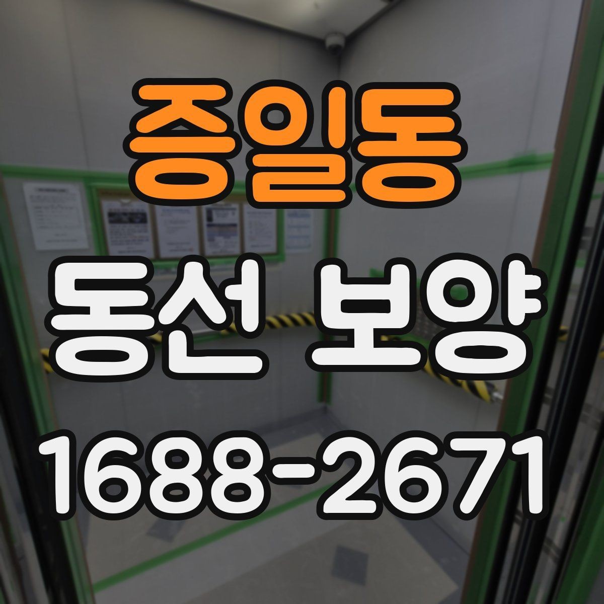 증일동 동선 보양 적용 시기와 적절한 타이밍