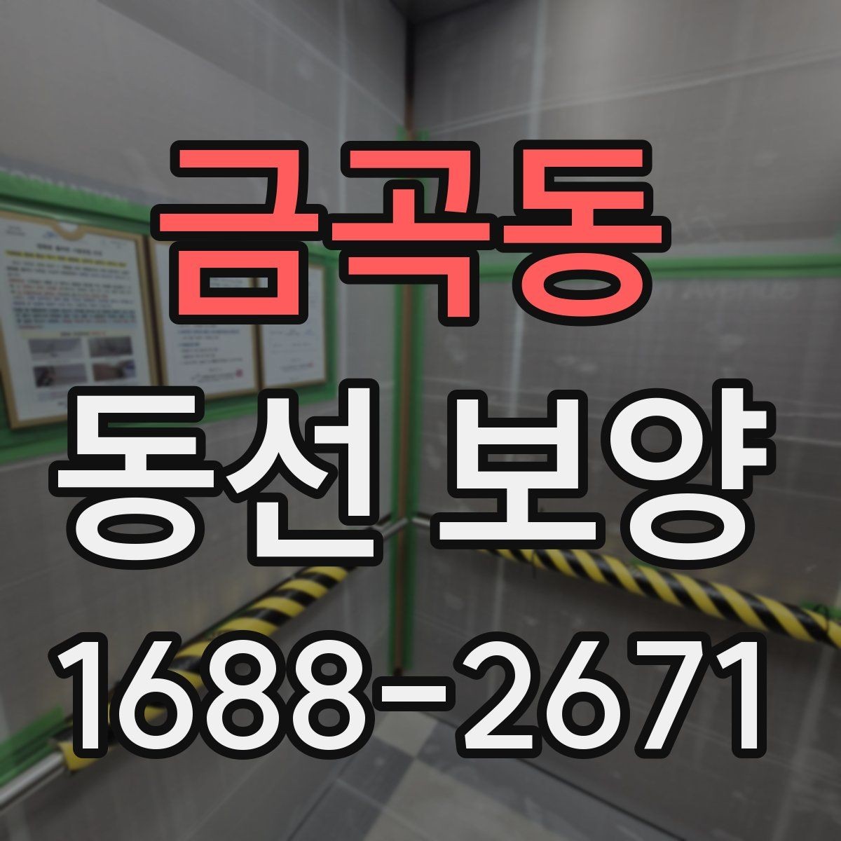 금곡동 동선 보양 적용 시기와 적절한 타이밍