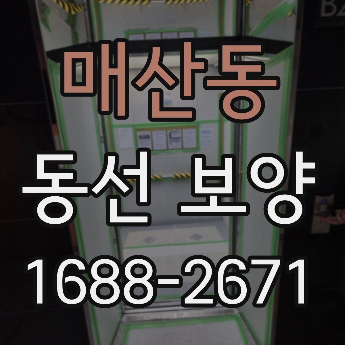 매산동 동선 보양