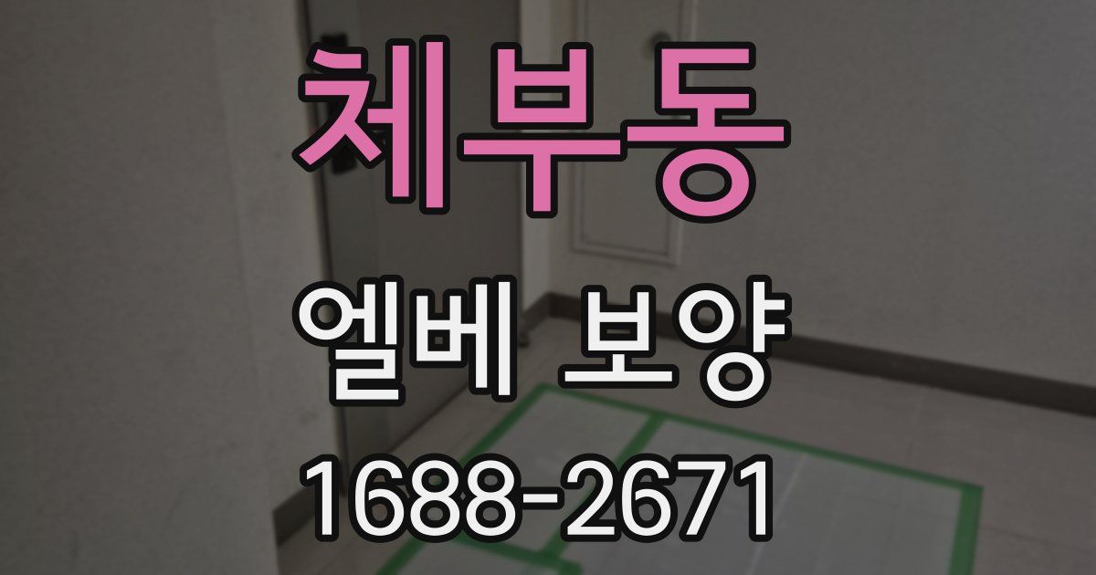 체부동 엘베 보양