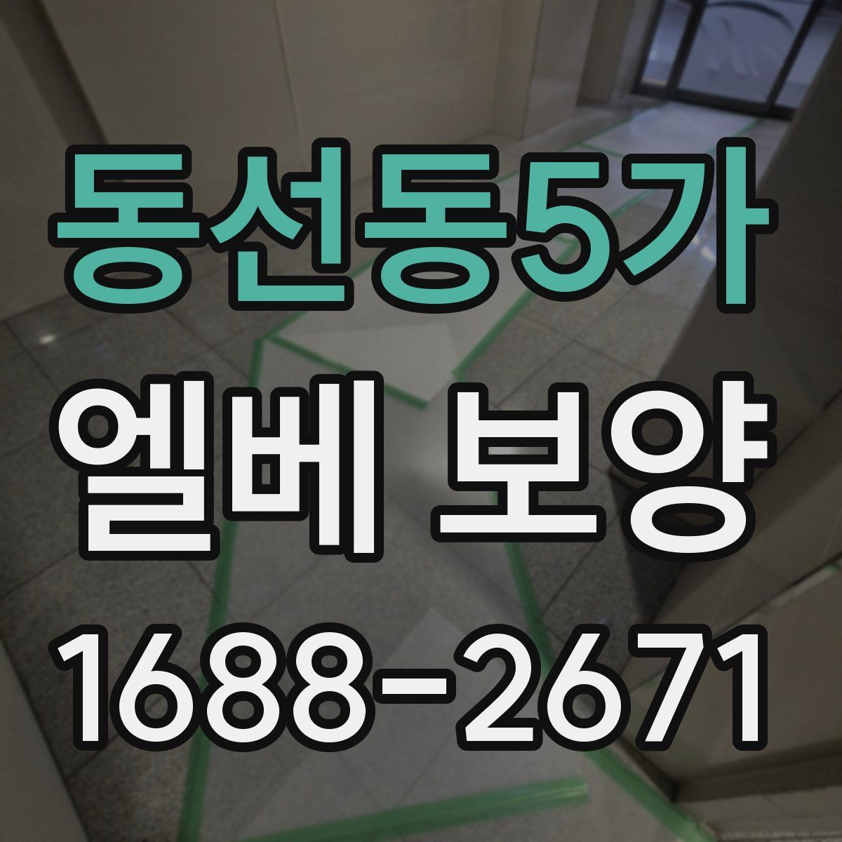동선동5가 엘베 보양