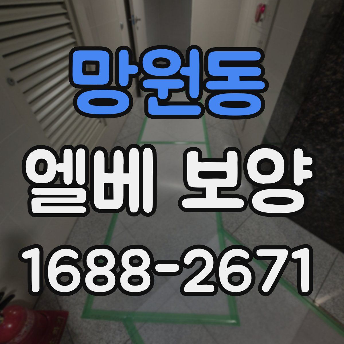 망원동 엘베 보양