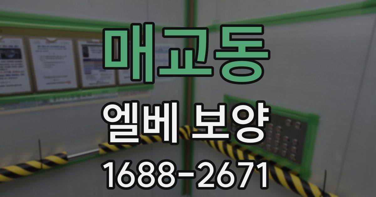 매교동 엘베 보양