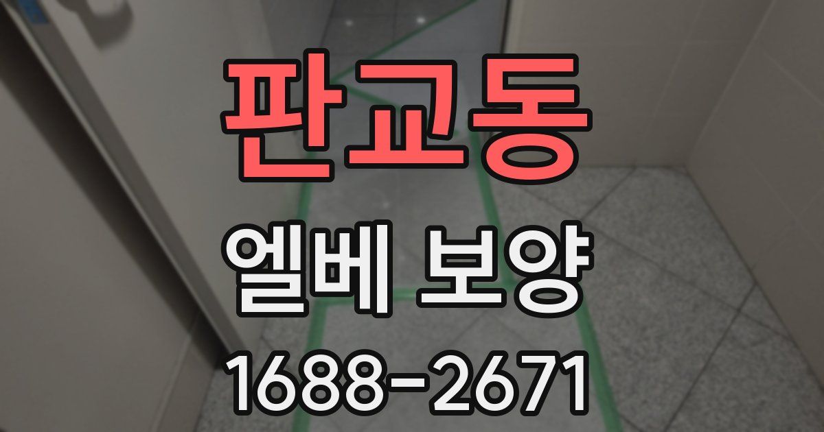판교동 엘베 보양