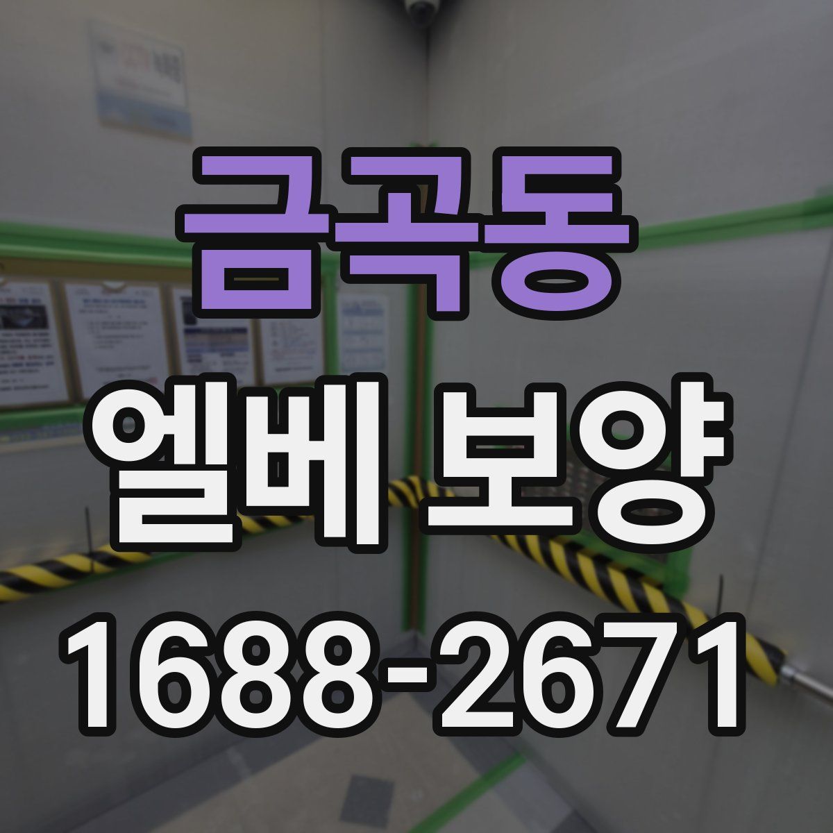 금곡동 엘베 보양