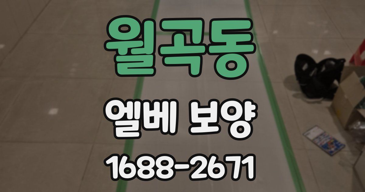 월곡동 엘베 보양