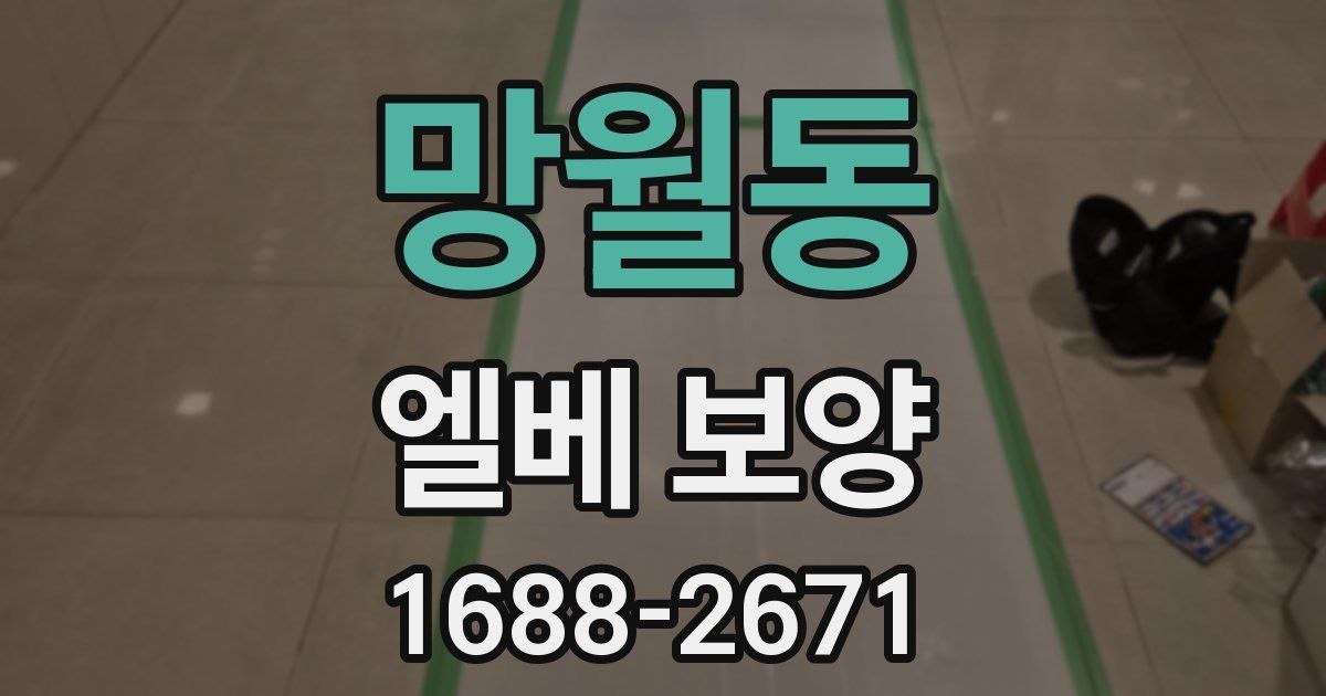 망월동 엘베 보양