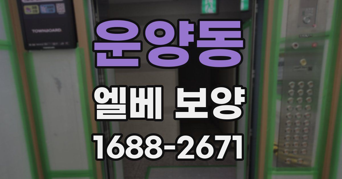 운양동 엘베 보양