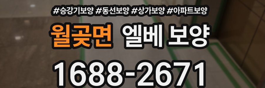 월곶면 엘베 보양