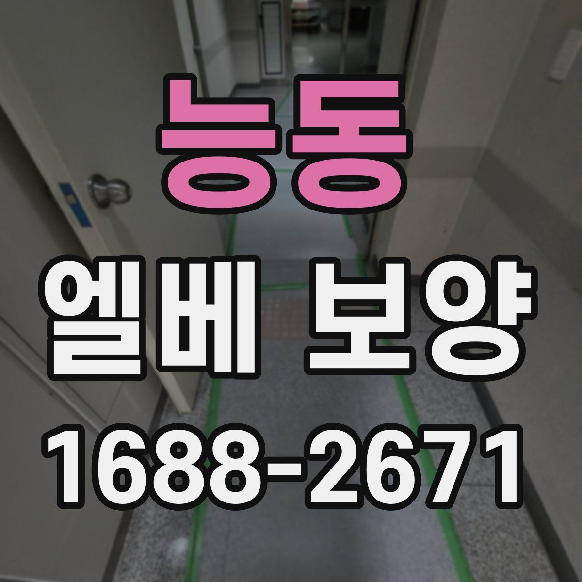 능동 엘베 보양