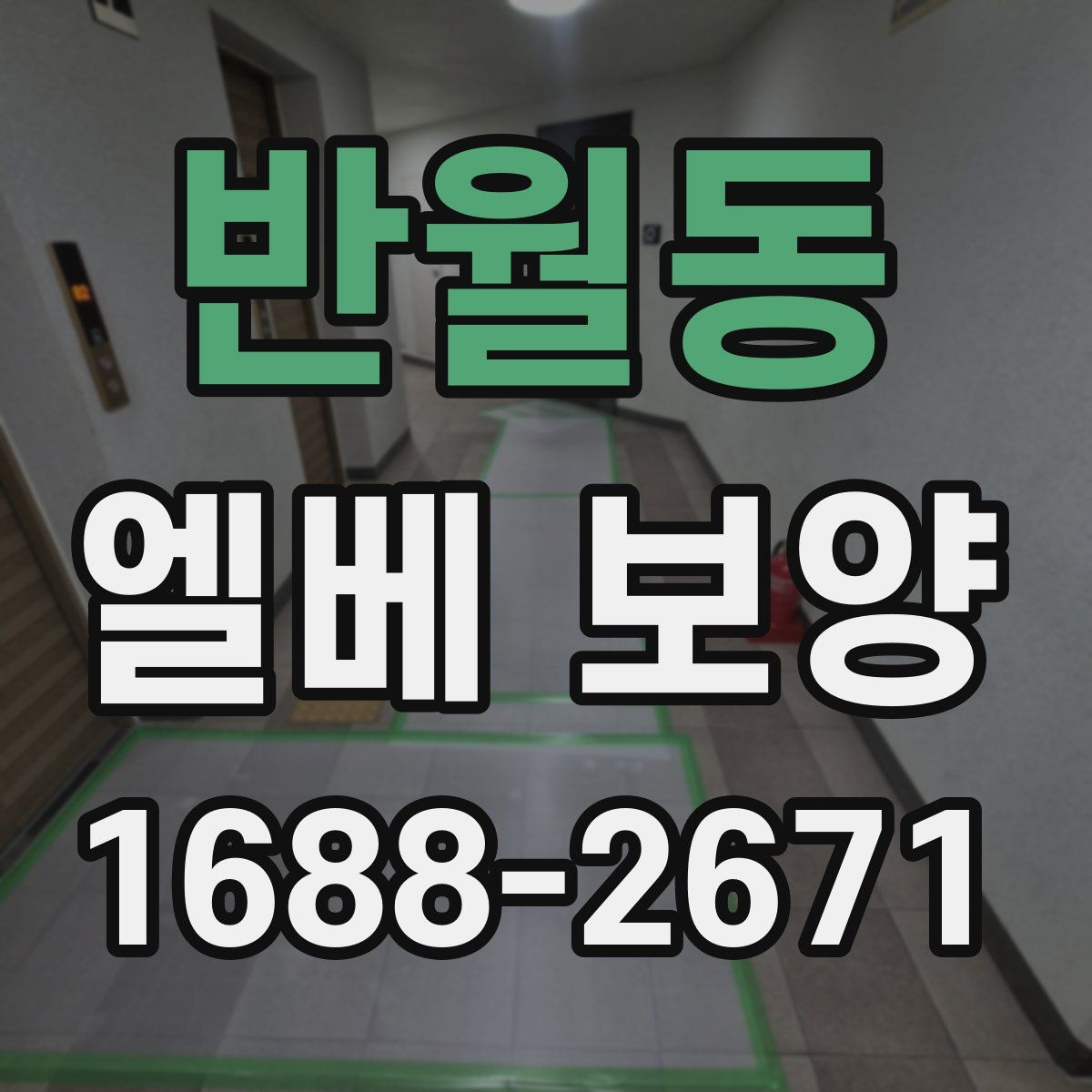 반월동 엘베 보양