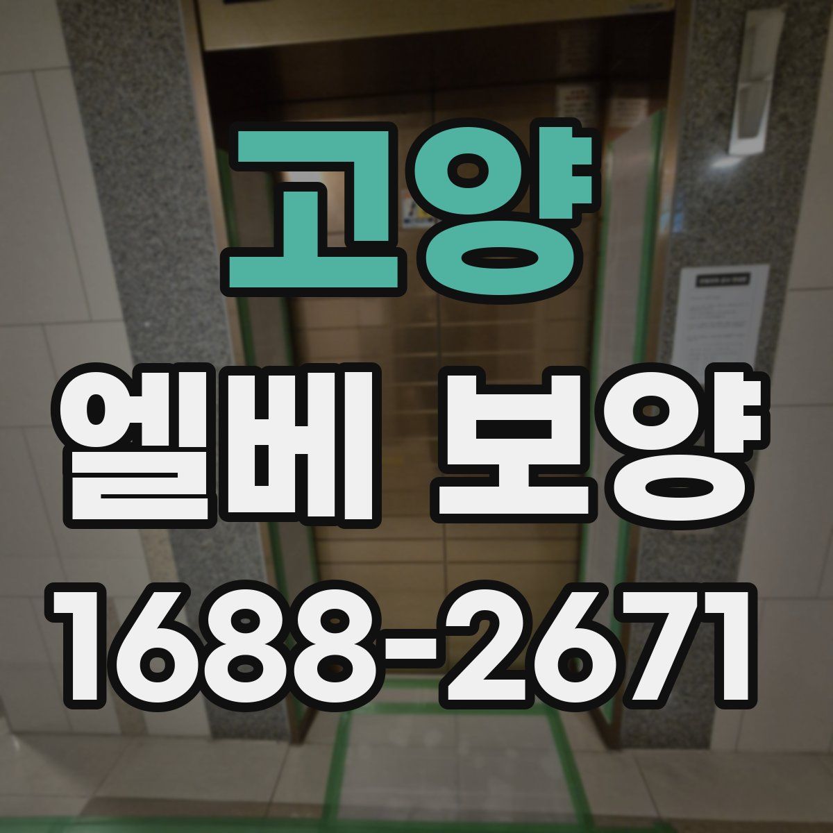 고양 엘베 보양