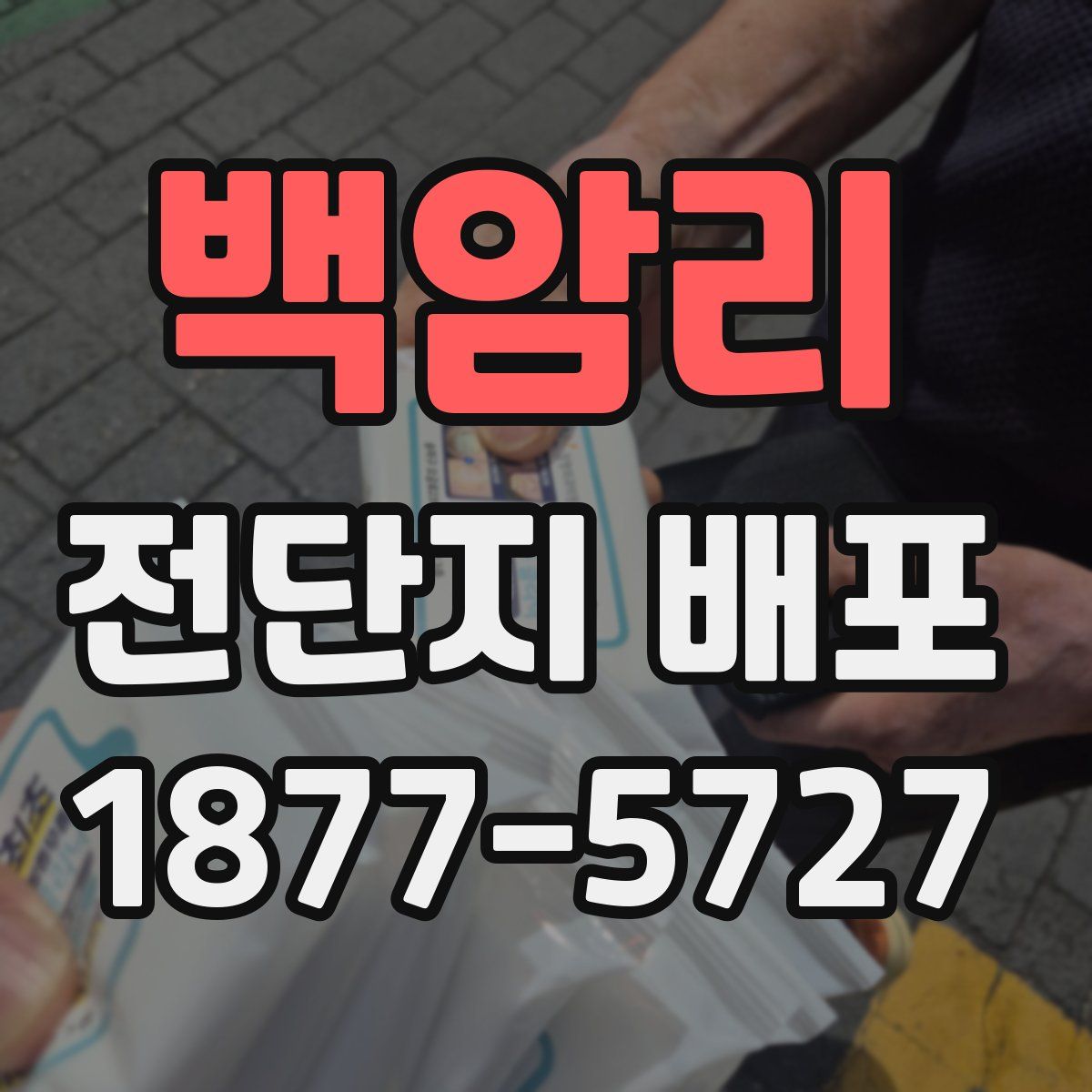 백암리 전단지 배포
