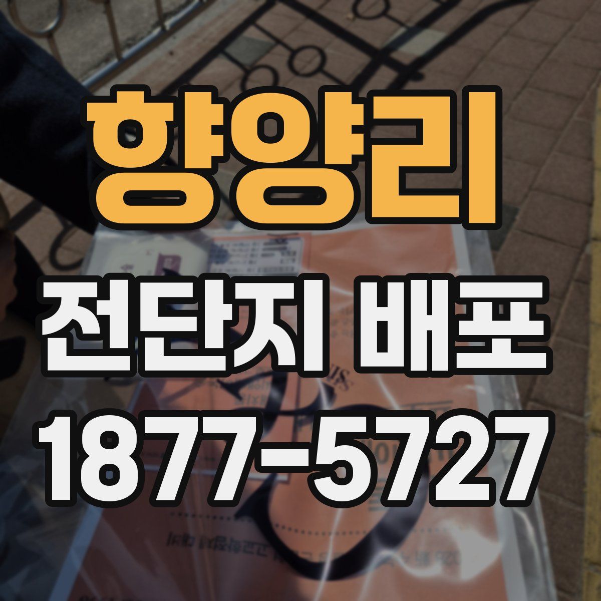 향양리 전단지 배포