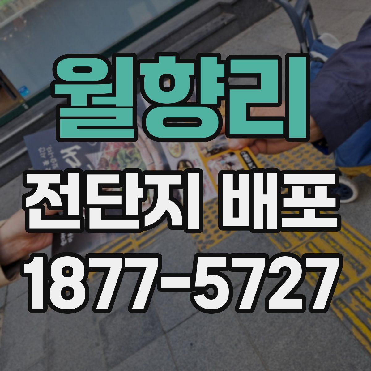 월향리 전단지 배포