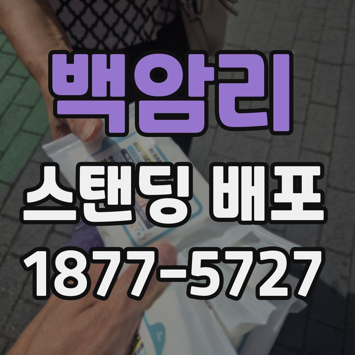 백암리 스탠딩 배포