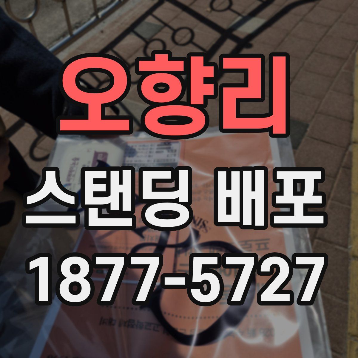 오향리 스탠딩 배포