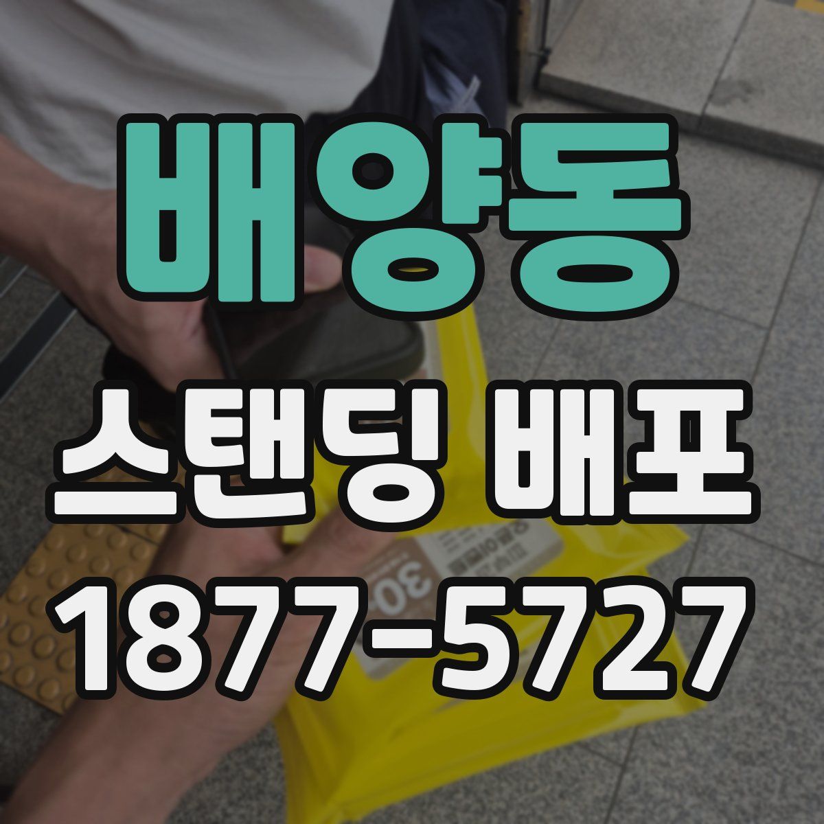배양동 스탠딩 배포