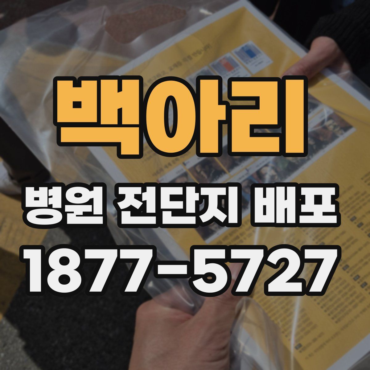 백아리 병원 전단지 배포