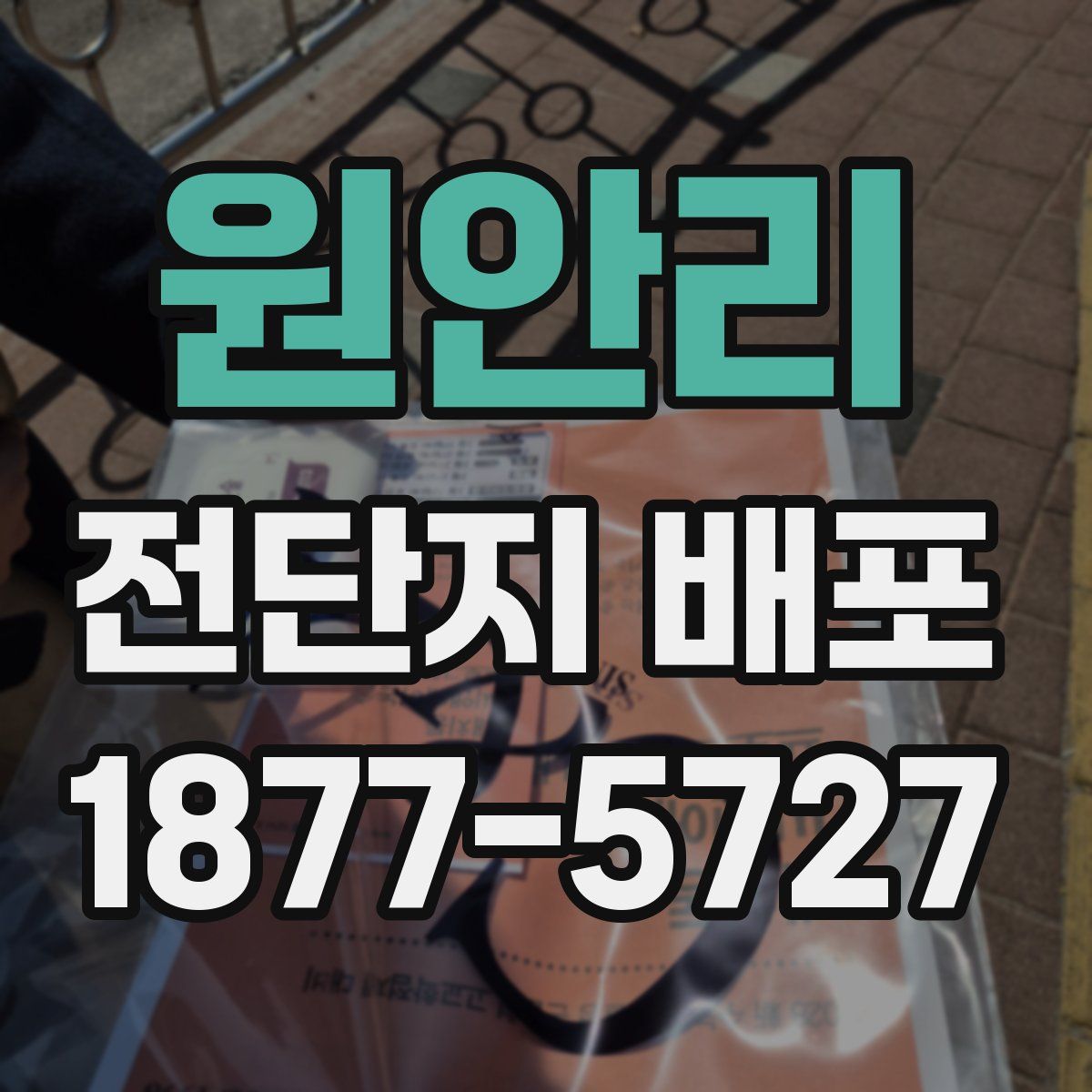 원안리 전단지 배포