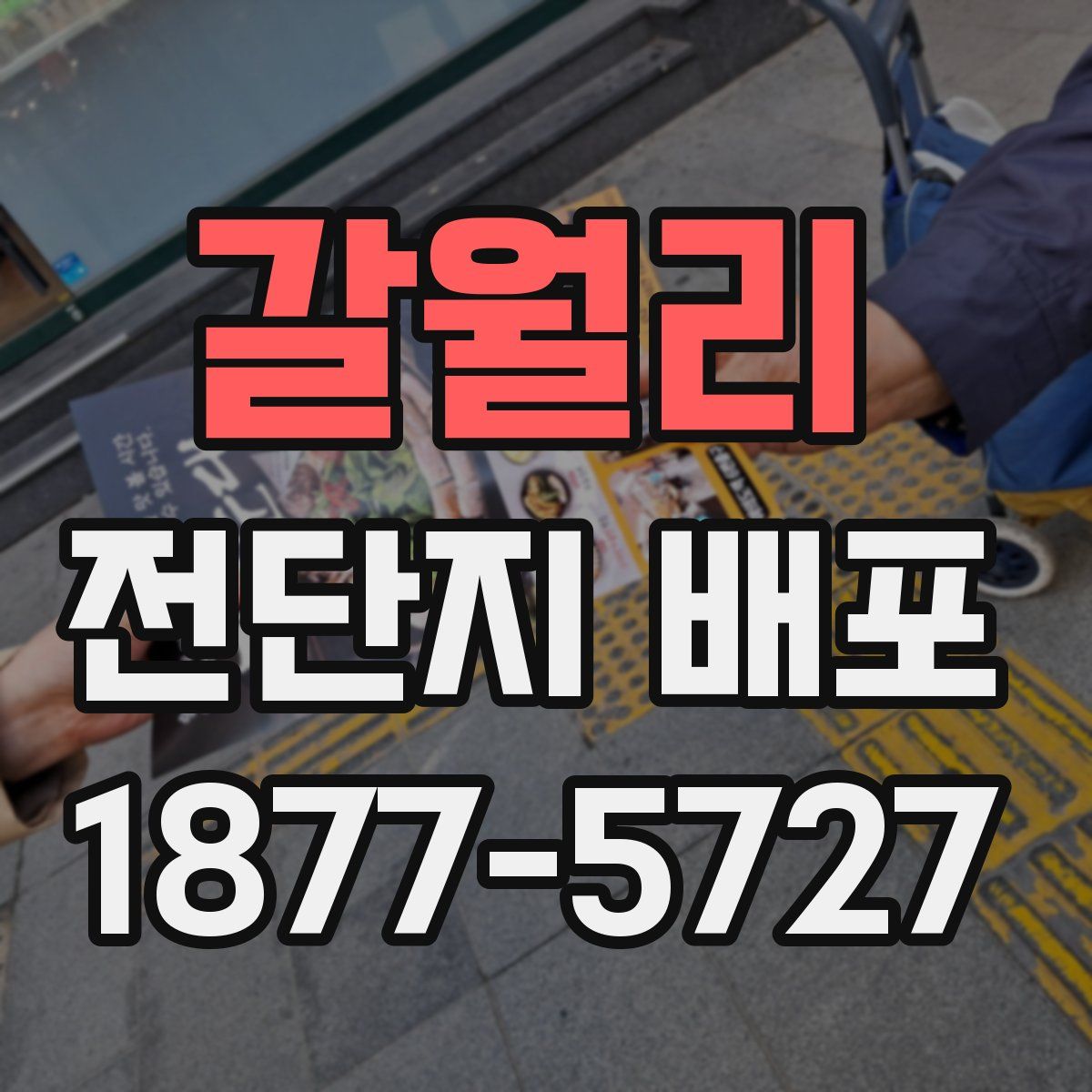 갈월리 전단지 배포