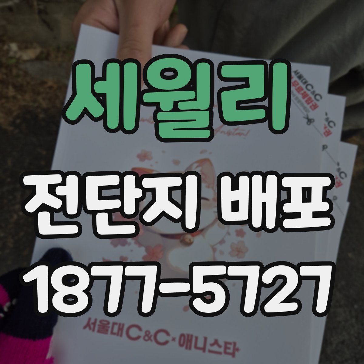 세월리 전단지 배포
