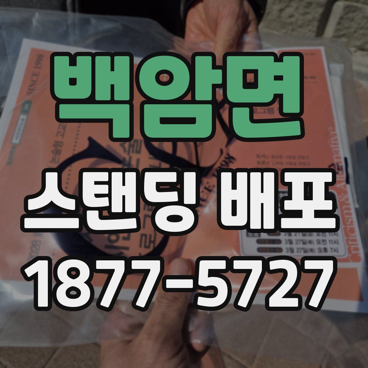 백암면 스탠딩 배포