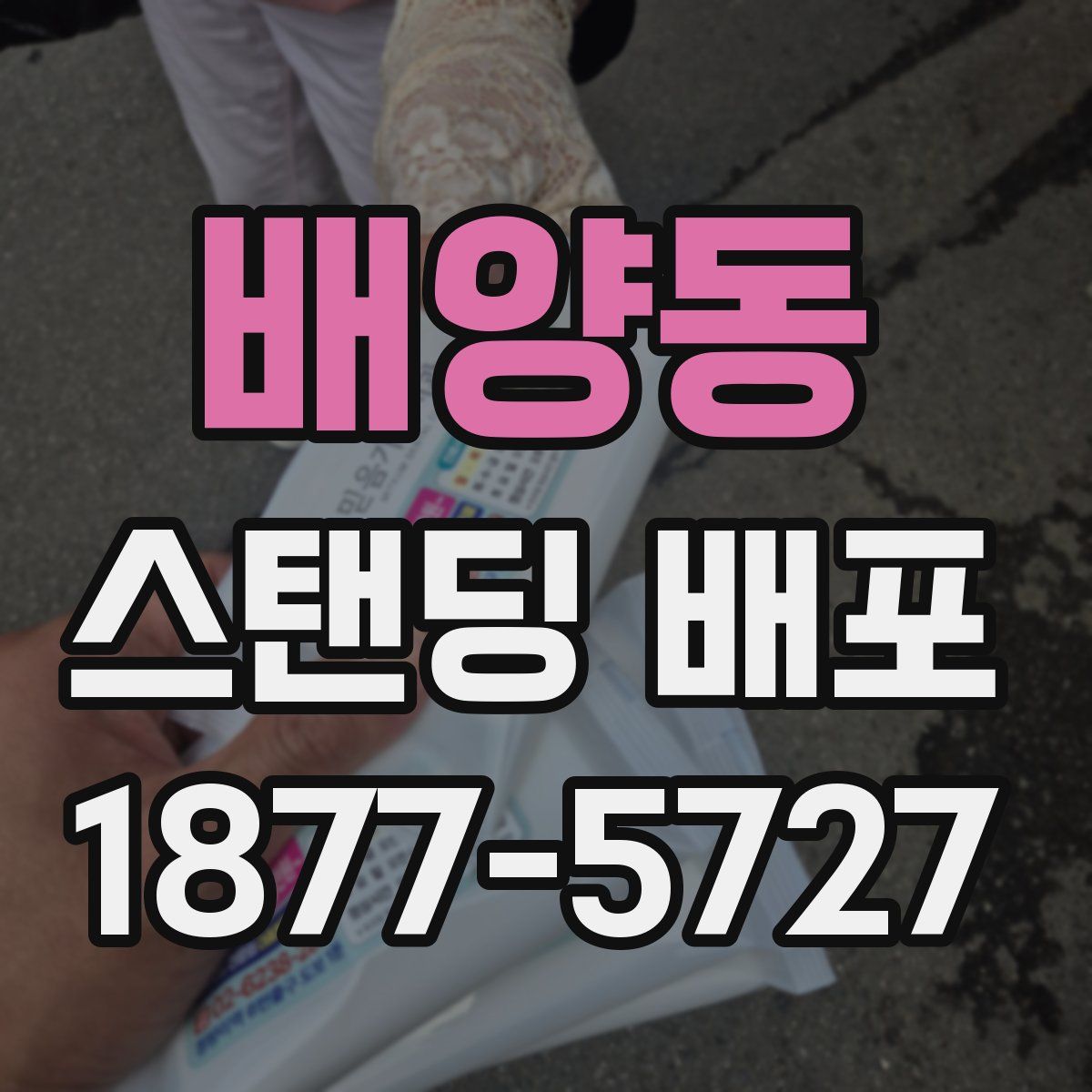 배양동 스탠딩 배포