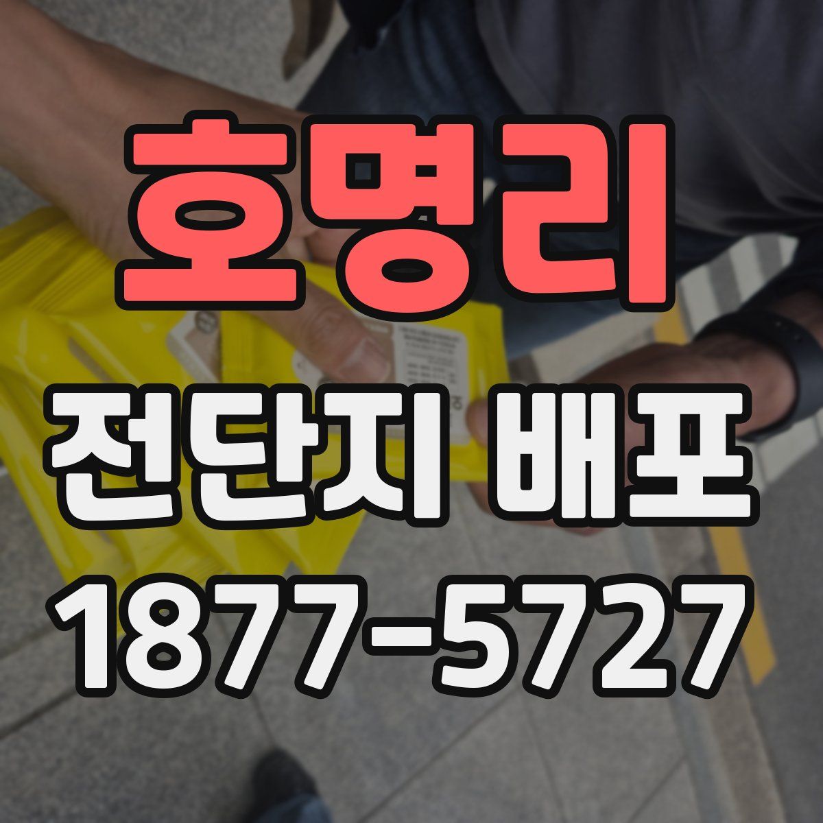 호명리 전단지 배포