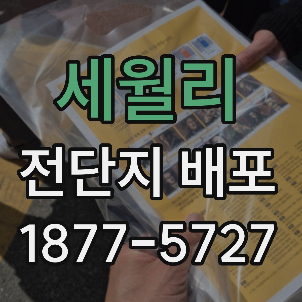 세월리 전단지 배포