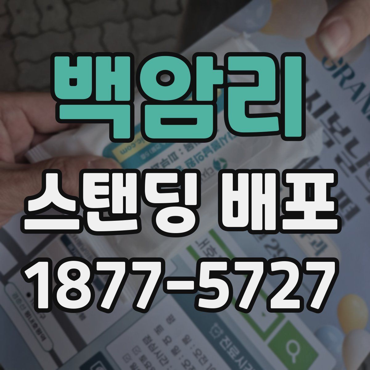 백암리 스탠딩 배포