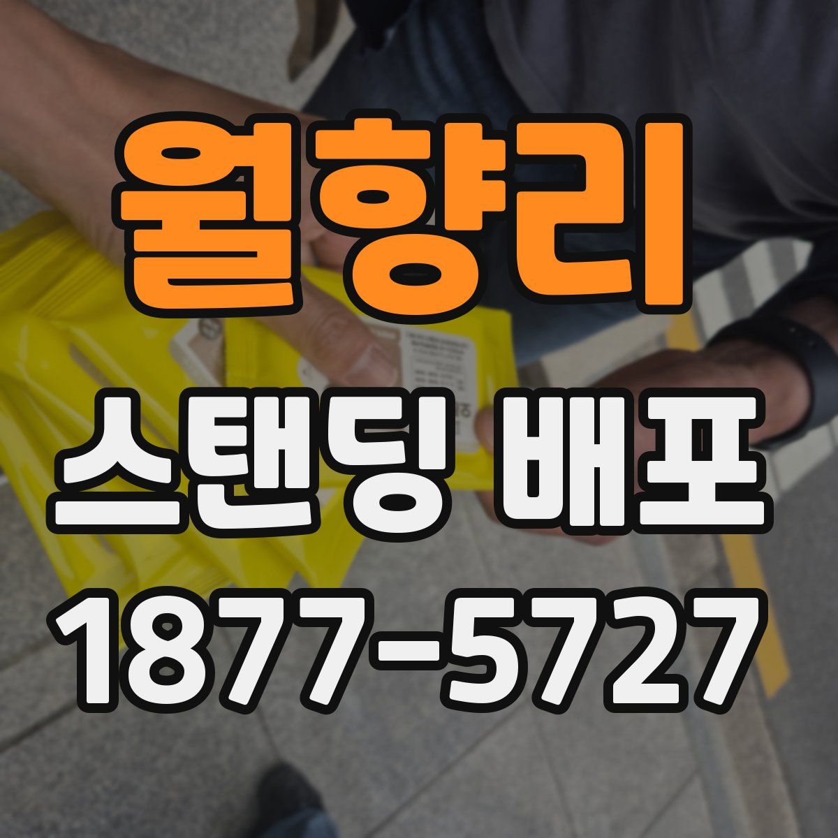 월향리 스탠딩 배포