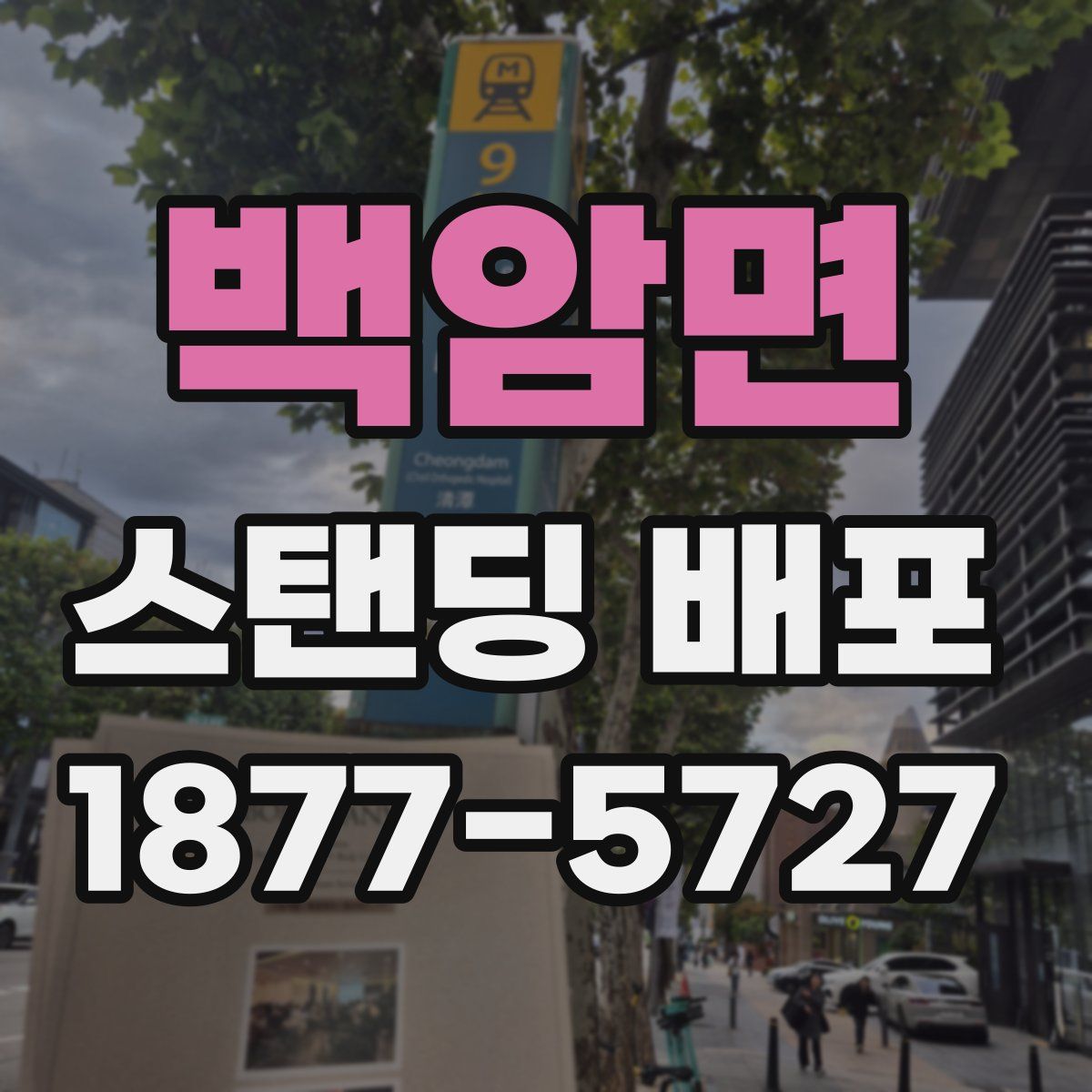 백암면 스탠딩 배포