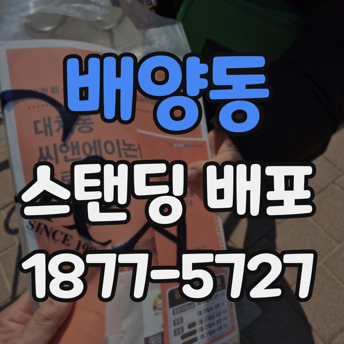 배양동 스탠딩 배포