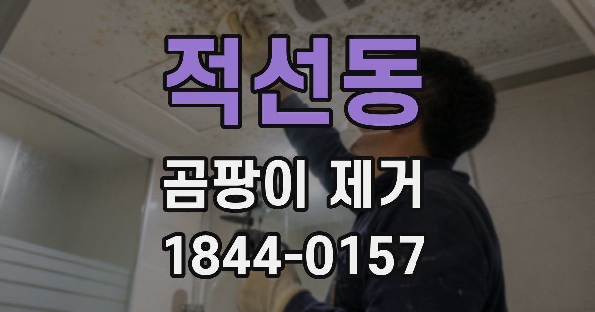 적선동 곰팡이 제거