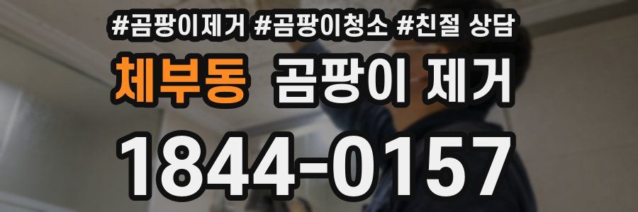체부동 곰팡이 제거